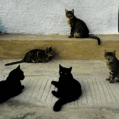 Cats of the Greek Islands