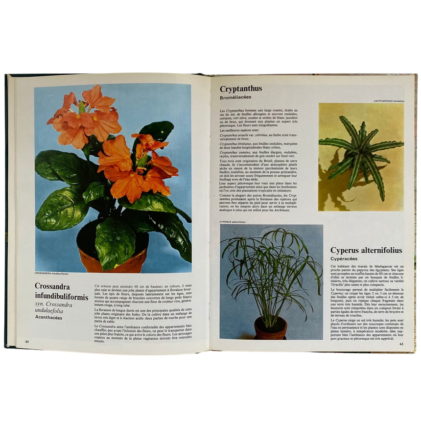 Pestil Books for vitruta Les Plantes D'Appartement 