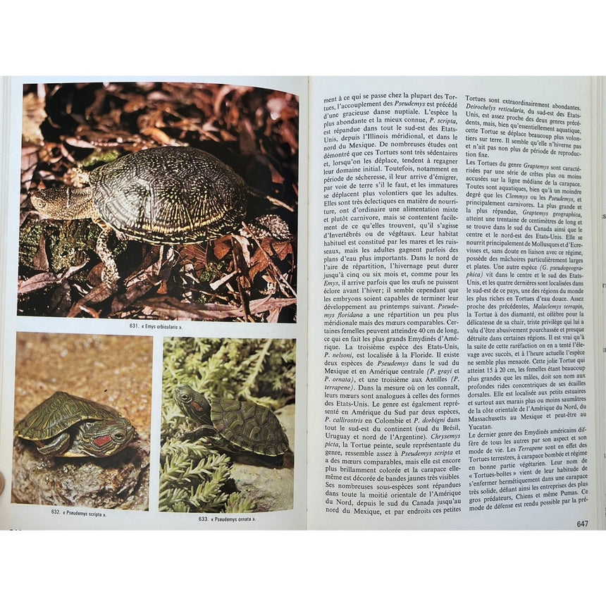 Pestil Books for vitruta Les Reptiles 